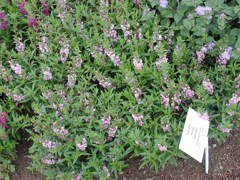 Angelonia Serena Lavender Annual Flower Research at Bluegrass Lane